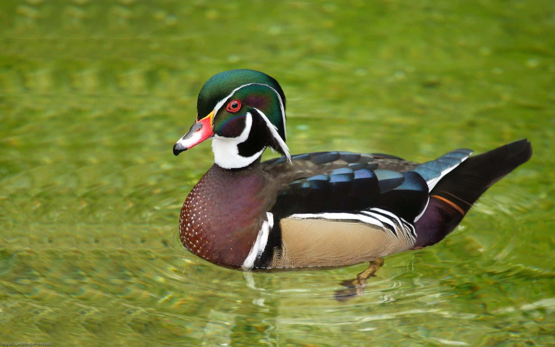 Wood Duck Green Clear Water Picture
