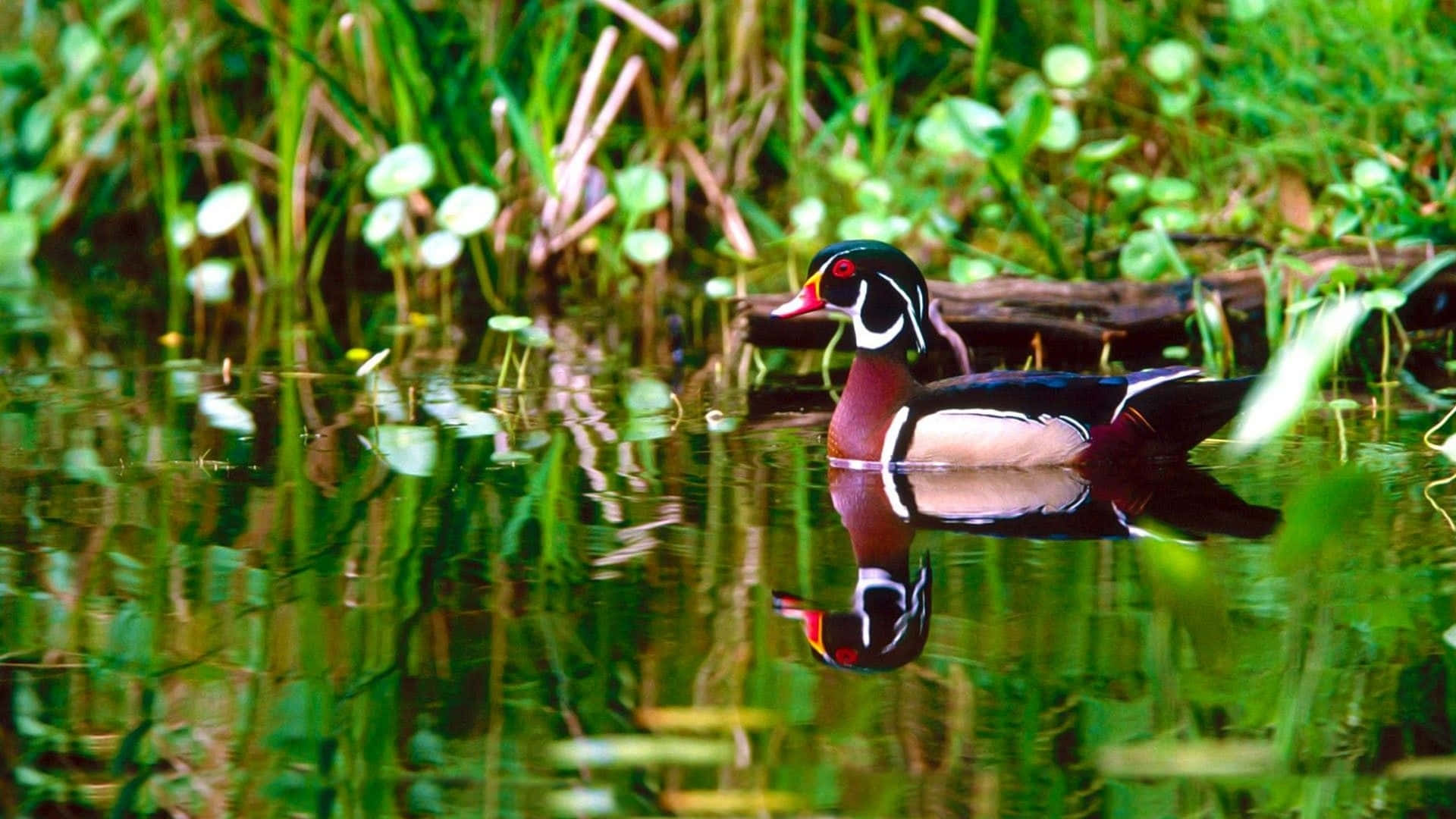 Wood Duck Water Reflection Picture