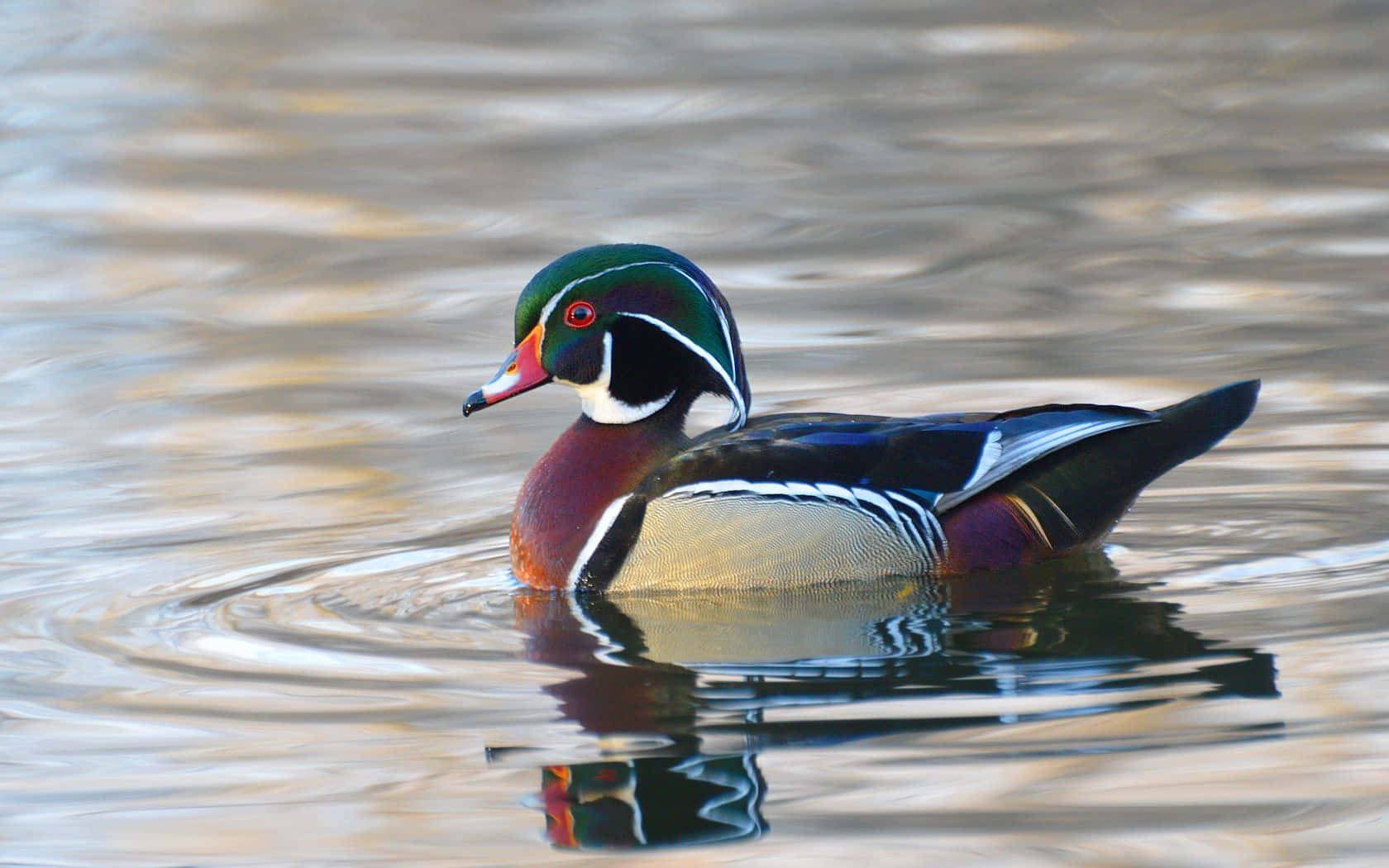 Wood Duck In The Water