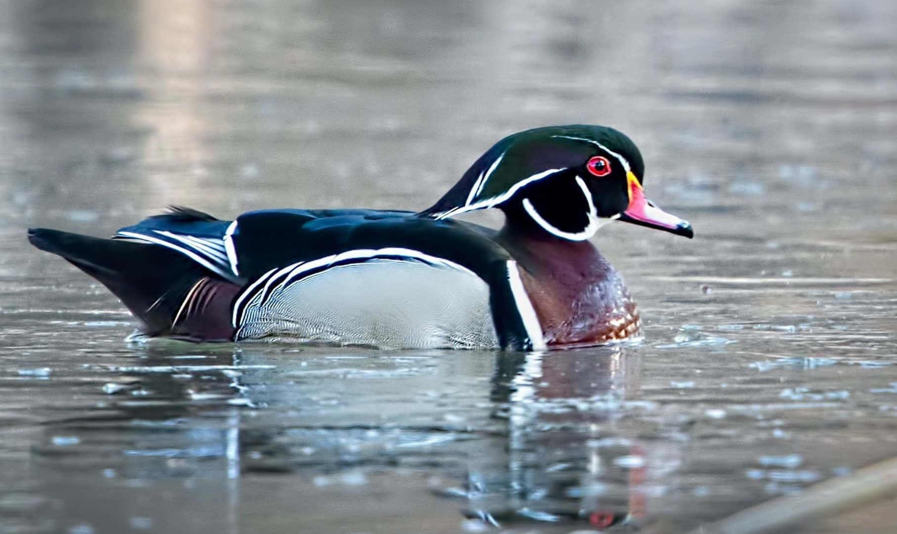 Wood Duck Crystal Clear Water Picture
