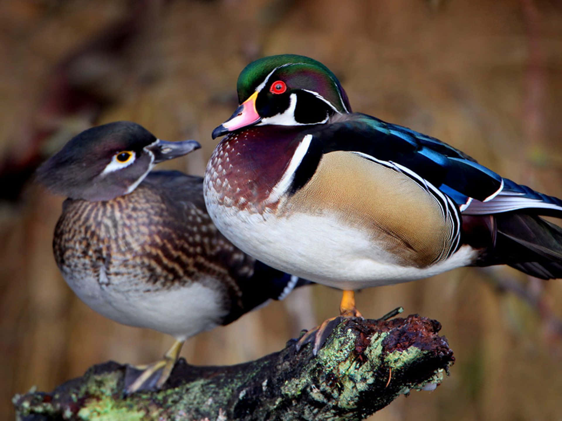 Wood Duck Pictures