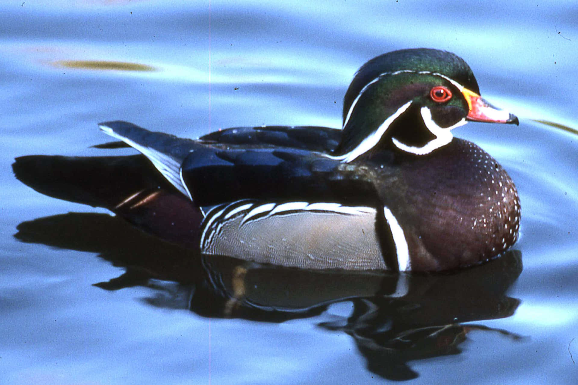 Wood Duck Pictures