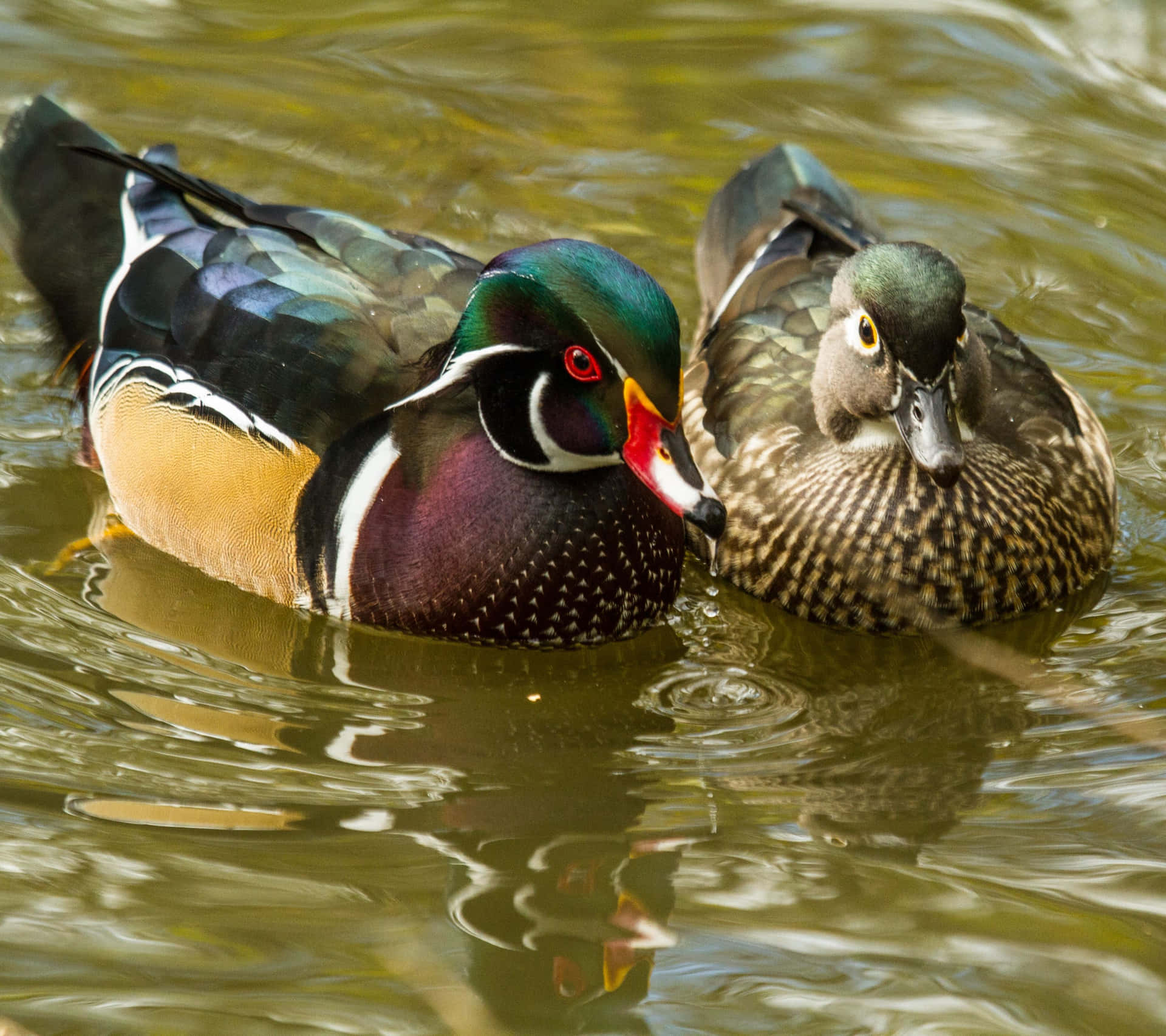 Two Wood Ducks In The Pond Picture