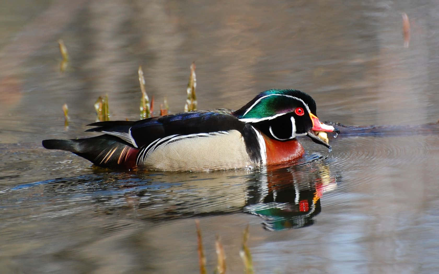 Male Wood Duck spotting his reflection