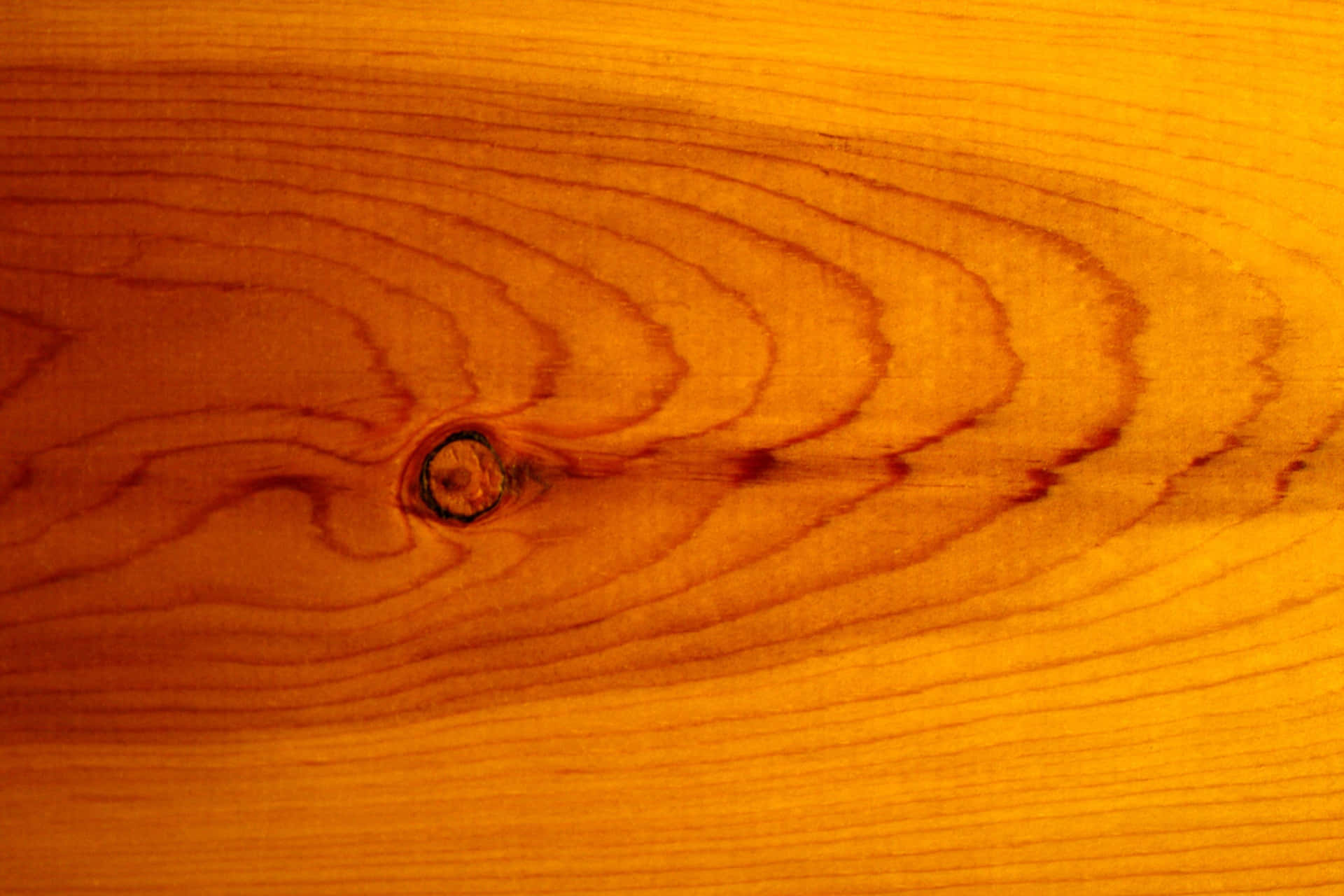 Close-up of wood grain with natural wood pattern