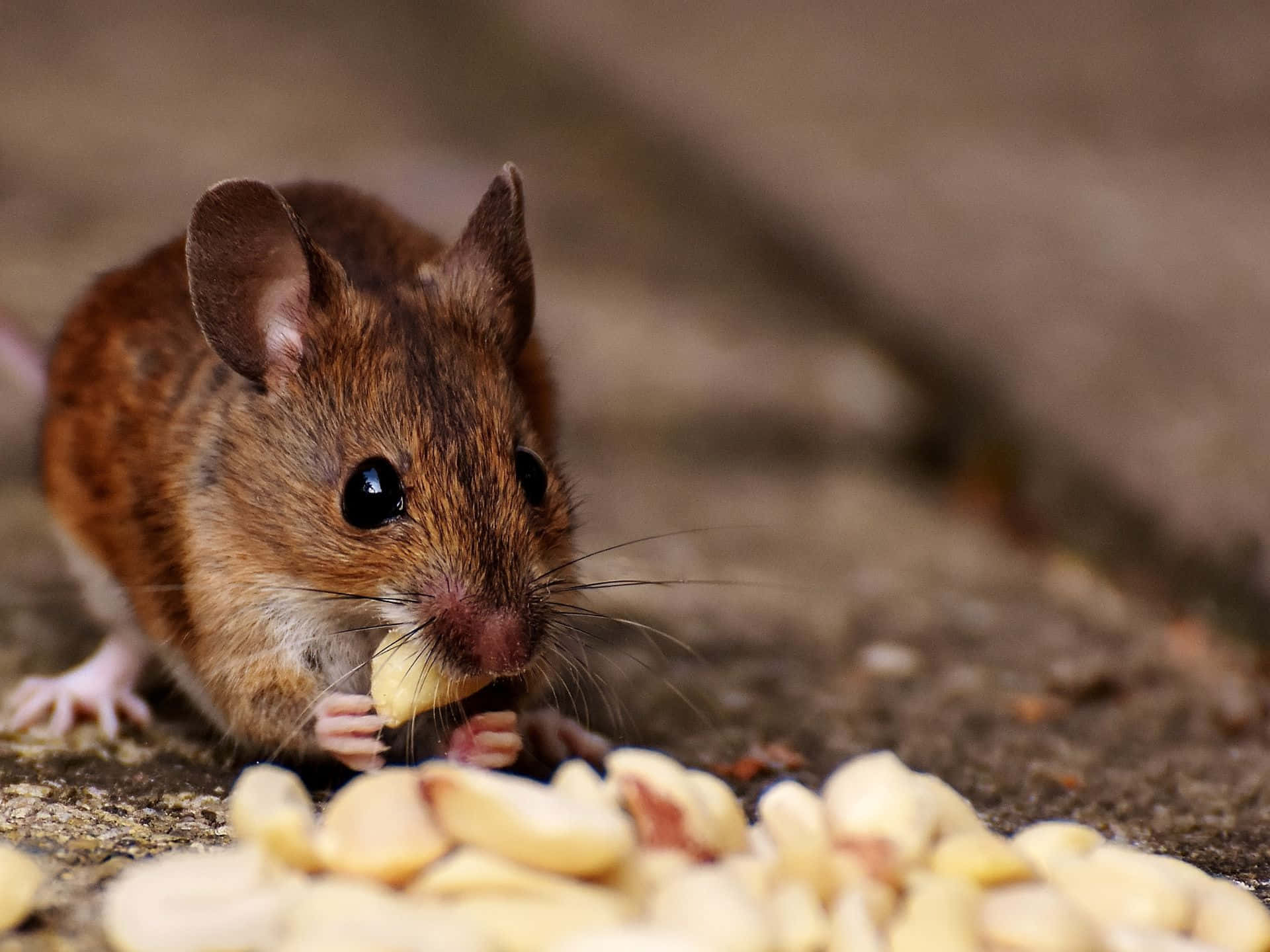 Wood Mouse Snackingon Seeds Wallpaper