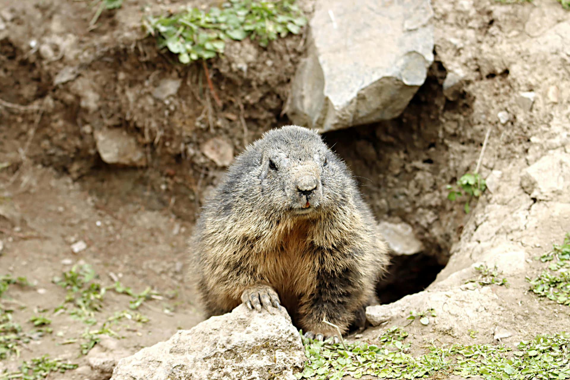 Woodchuck Emerging From Burrow.jpg Wallpaper