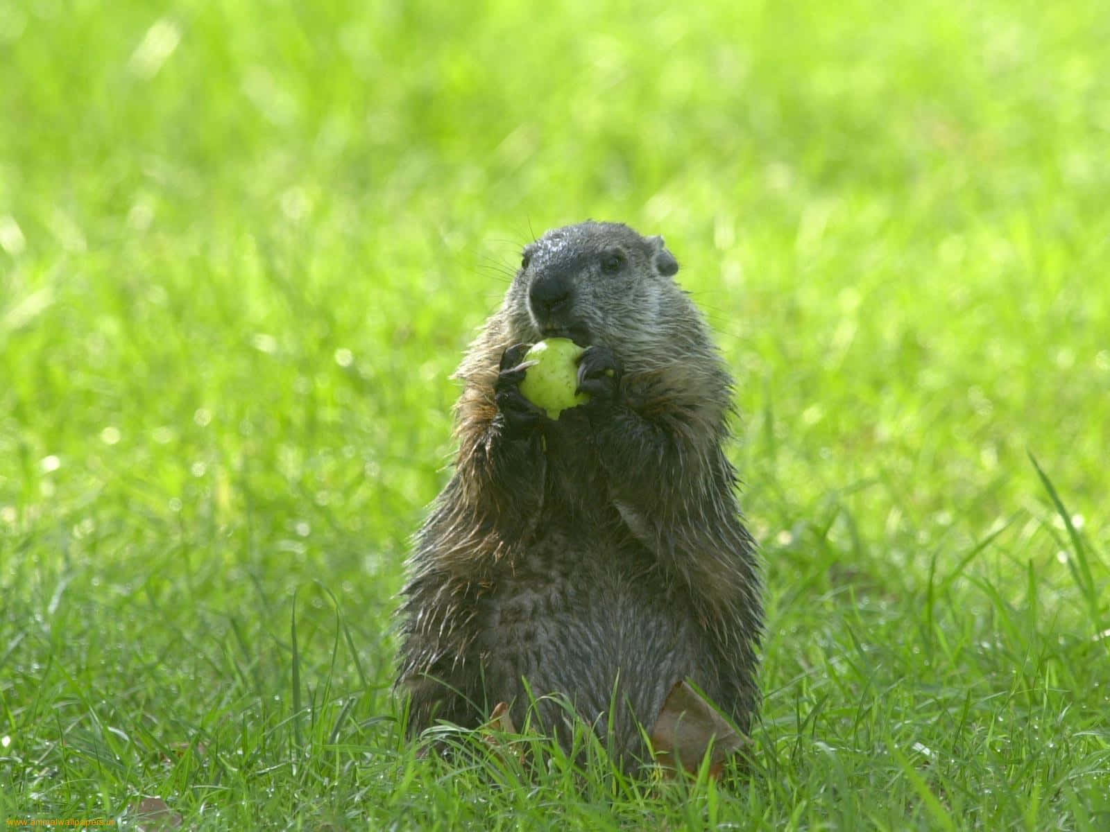 Woodchuck Enjoying Applein Grass.jpg Wallpaper