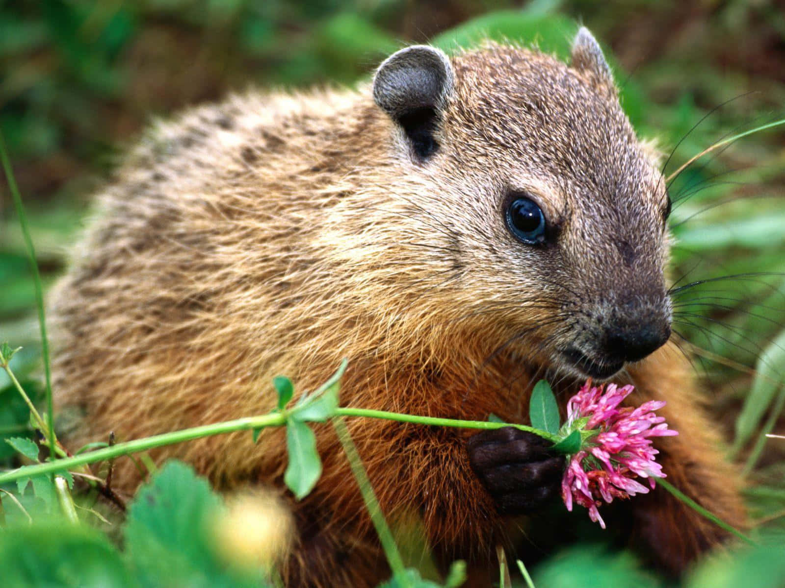 Woodchuck Enjoying Flower Wallpaper