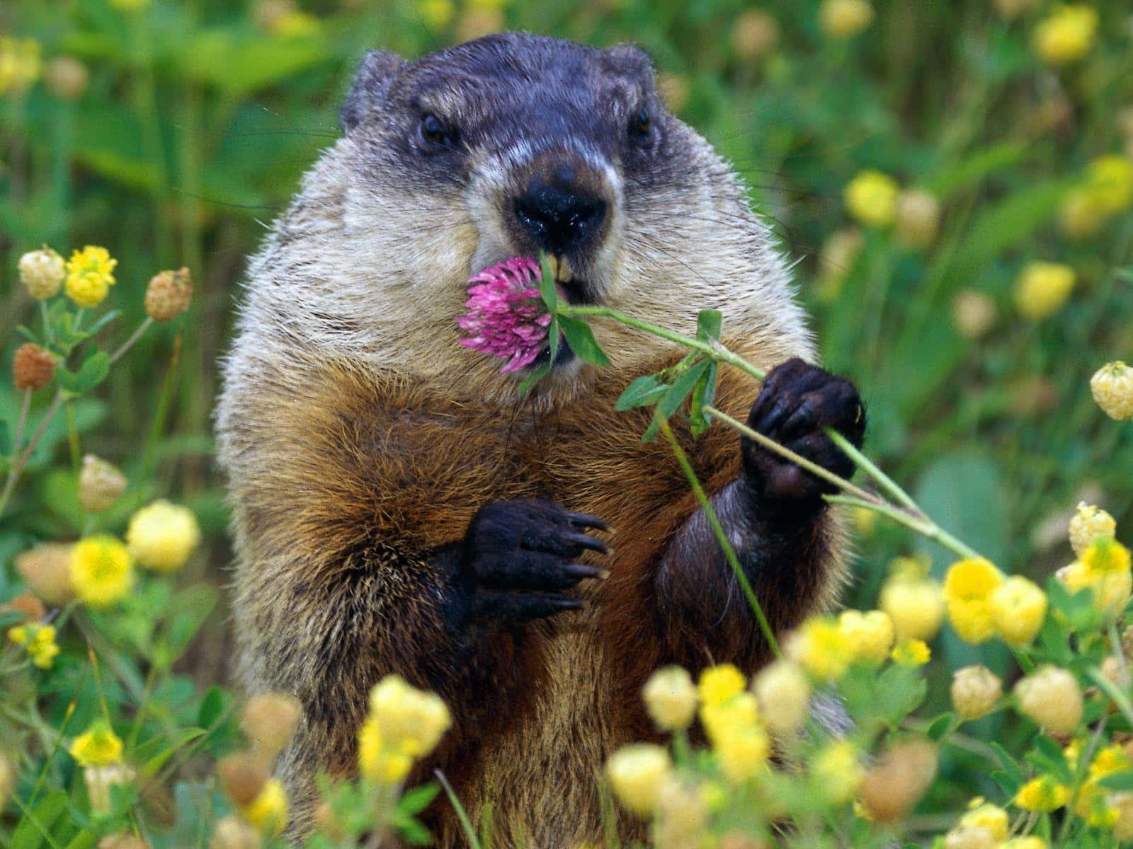 Woodchuck Enjoying Flower Meadow.jpg Wallpaper