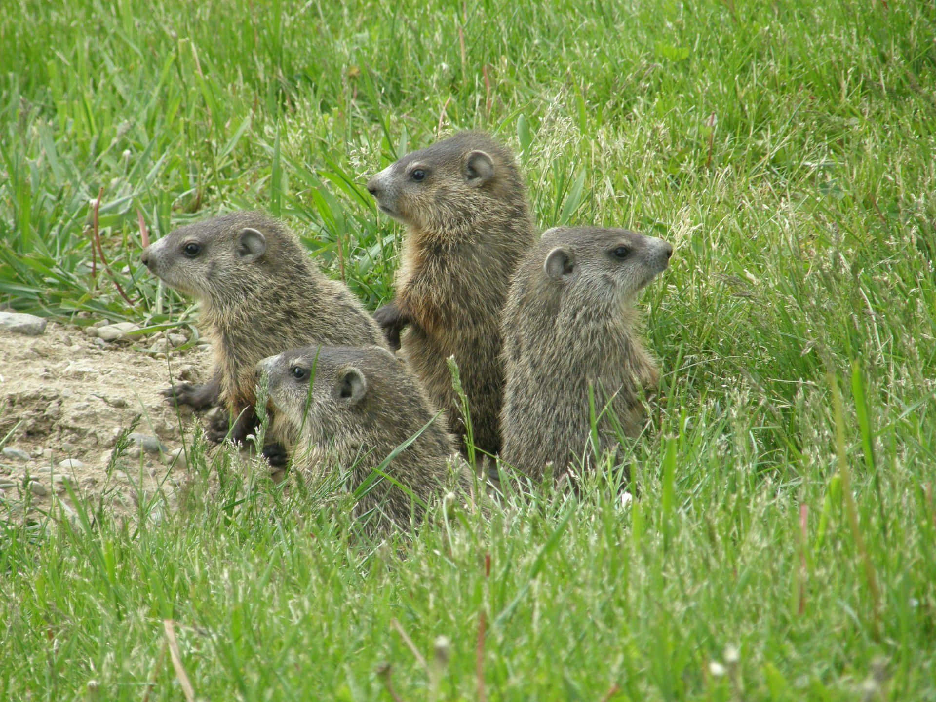 Сурок 12. Groundhogs.