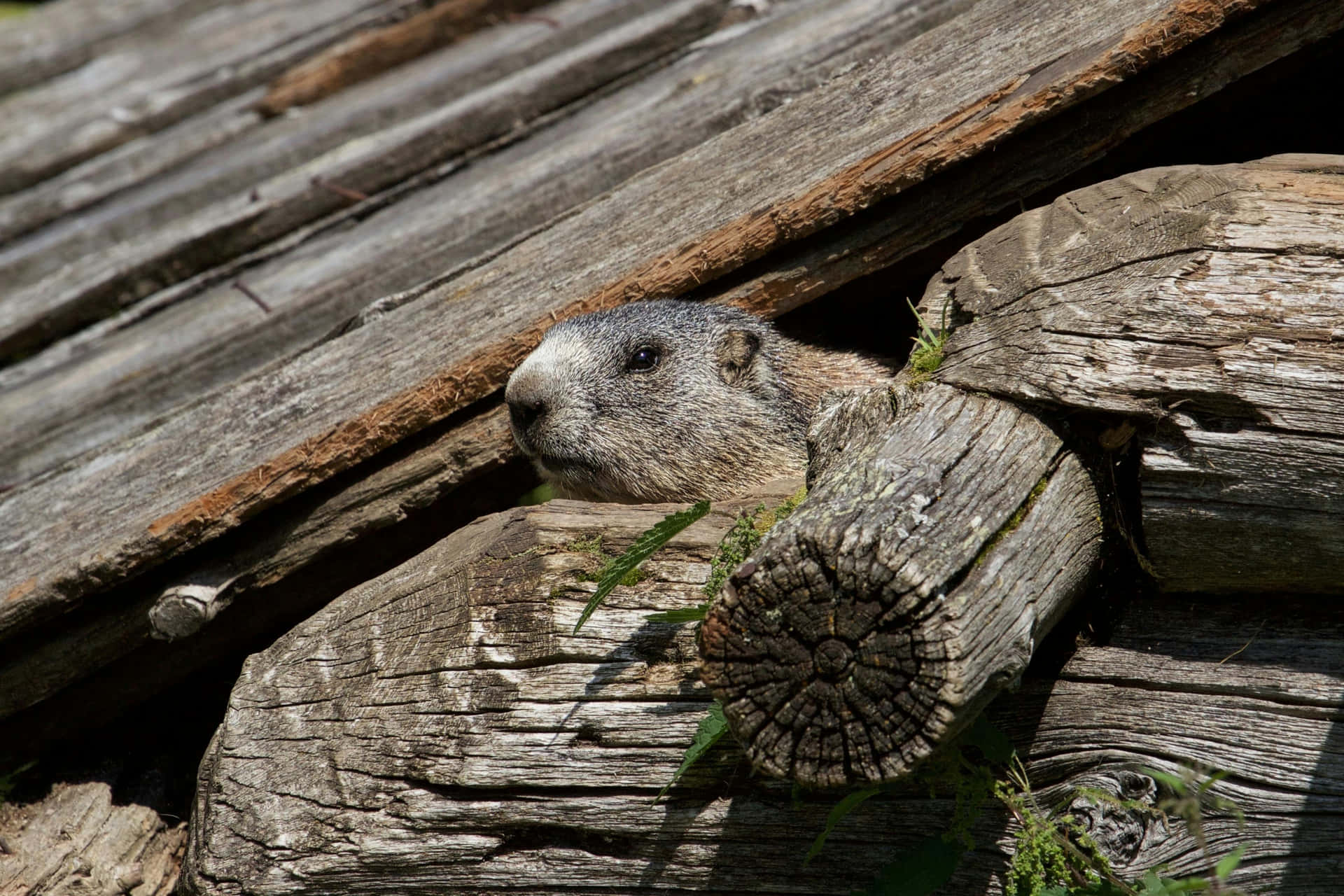 Woodchuck Peeking From Wooden Logs Wallpaper