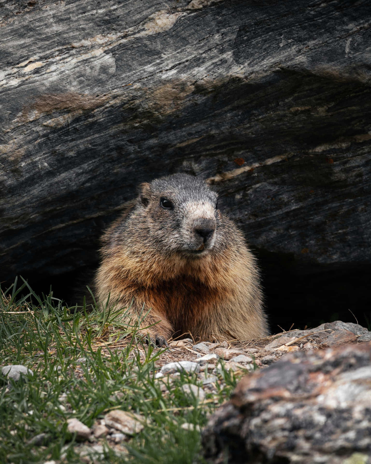 Woodchuck Peeking Out From Rocks Wallpaper