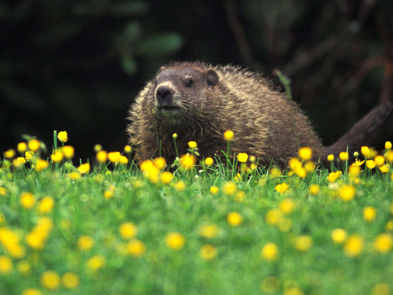 Woodchuckin Springtime Meadow.jpg Wallpaper