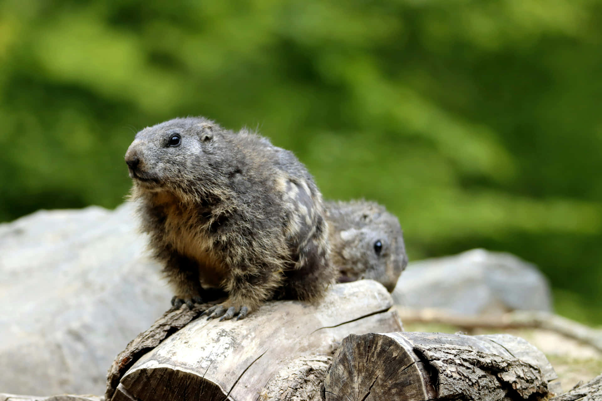 Woodchuckson Log Nature Scene Wallpaper