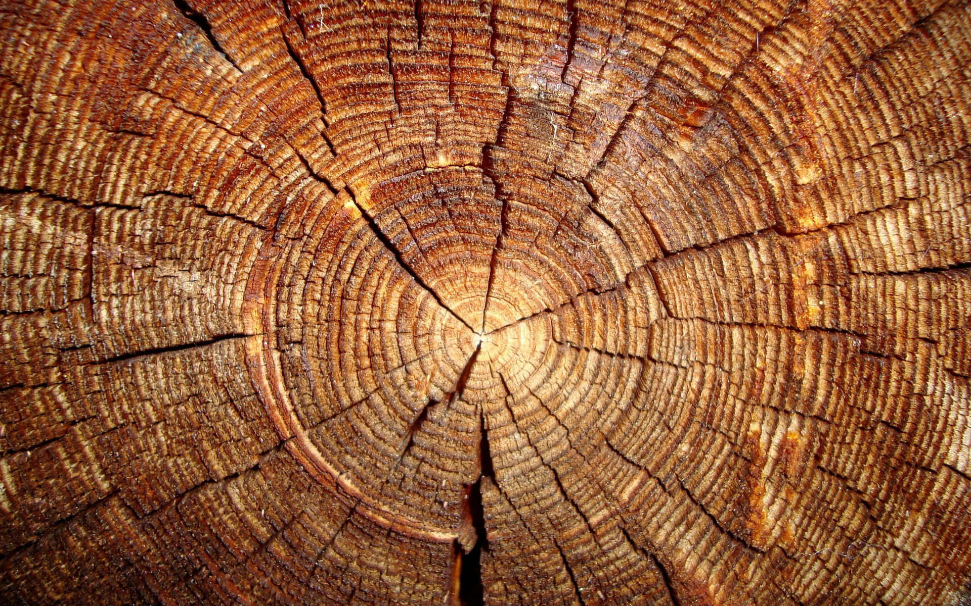 Gesprungenerbaumstamm Holzhintergrund