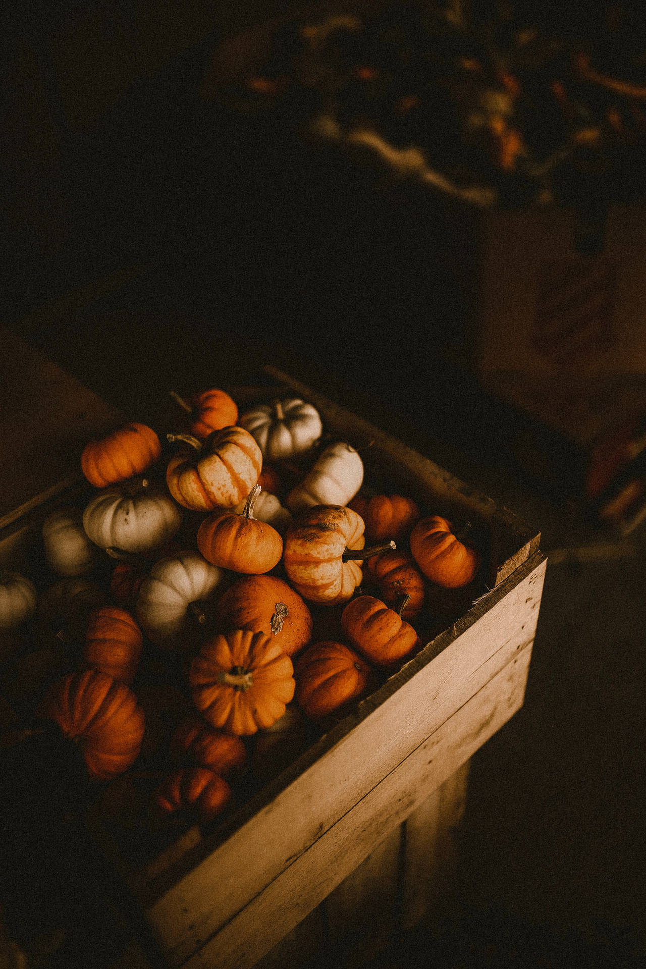 "Welcome Fall with Pumpkins and Their Wooden Boxes" Wallpaper