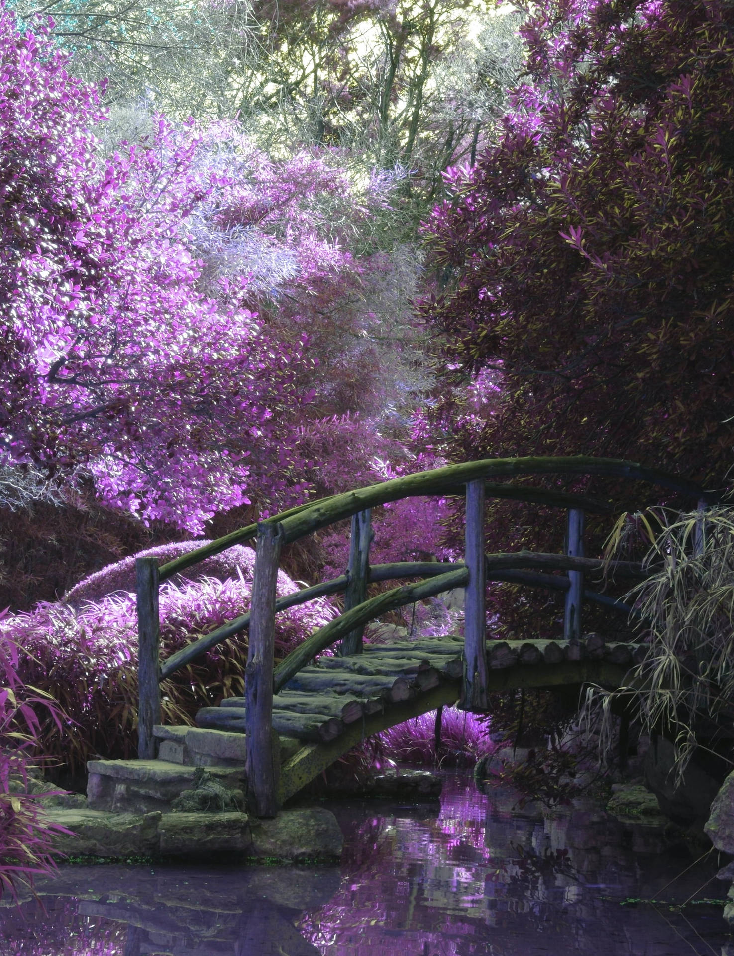Wooden Bridge And Purple Trees And Flowers Iphone Wallpaper