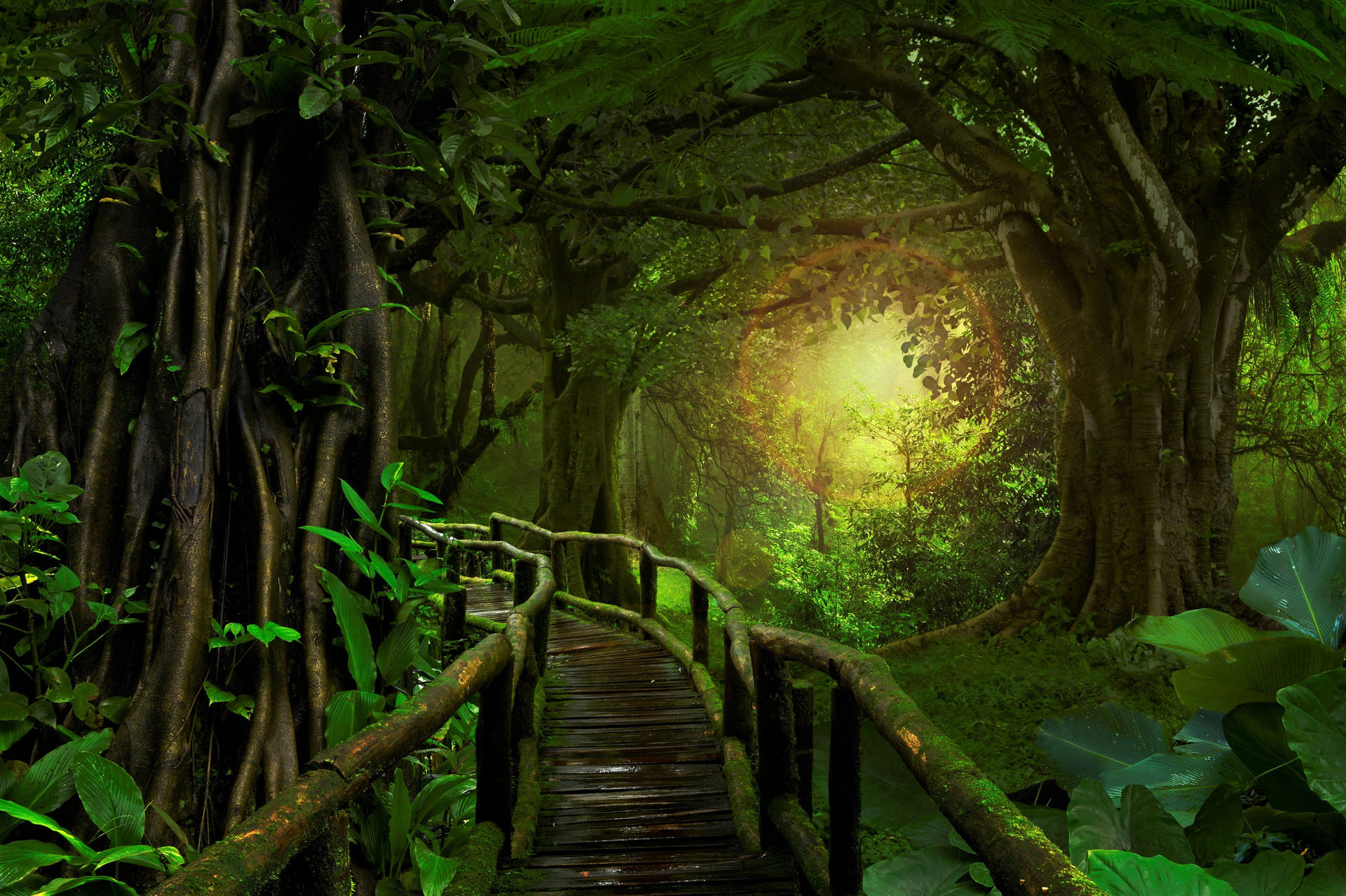 Wooden Bridge Forest Background Picture