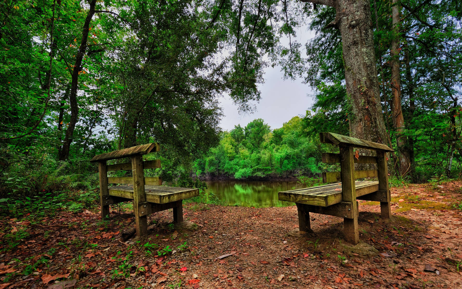 Wooden Forest Benches Wallpaper