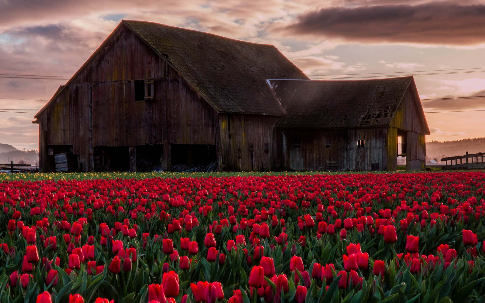 Wooden Old Barn And Flower Field Wallpaper