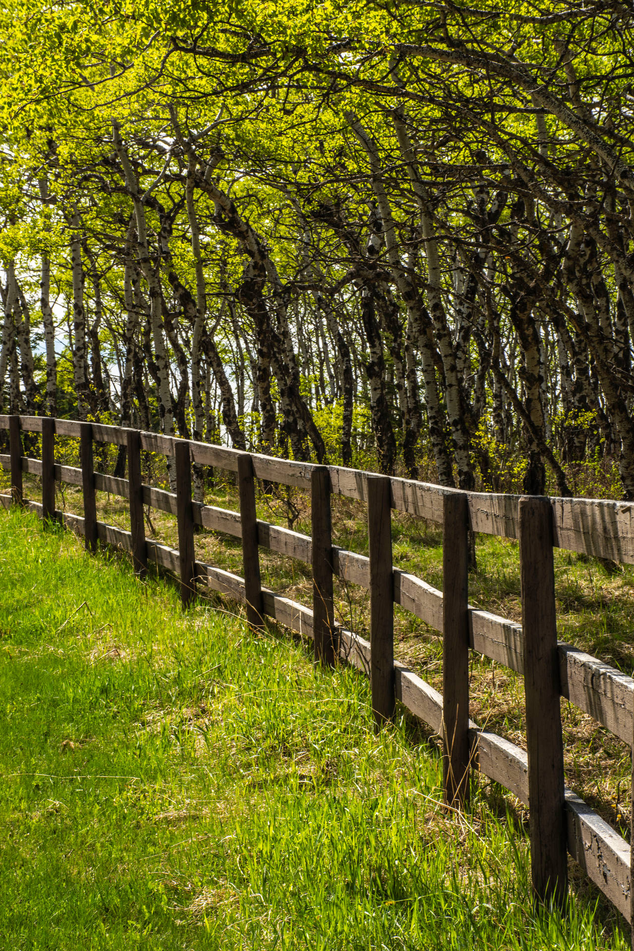 Wooden Park Fence