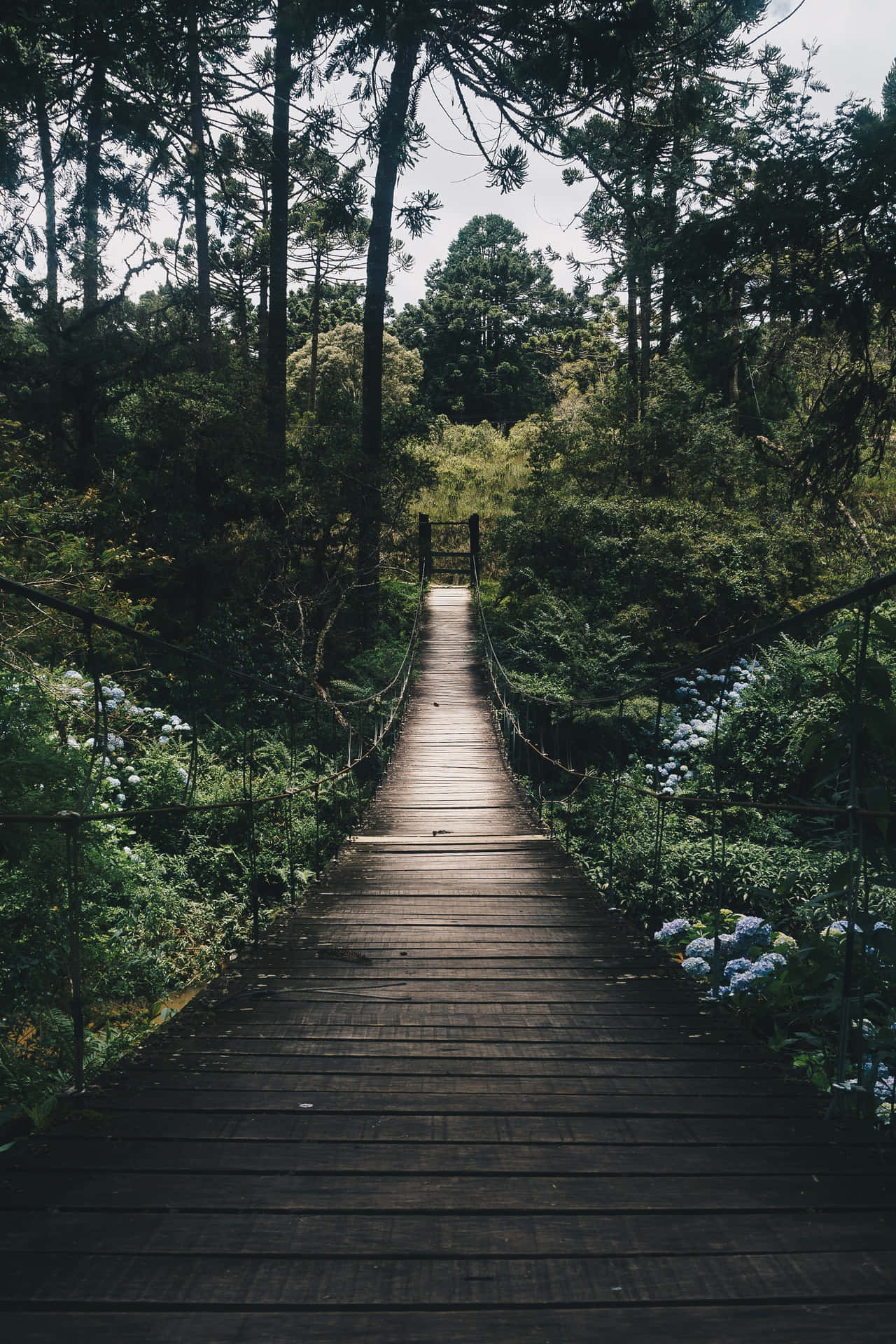 Wooden Path Nature Phone Wallpaper
