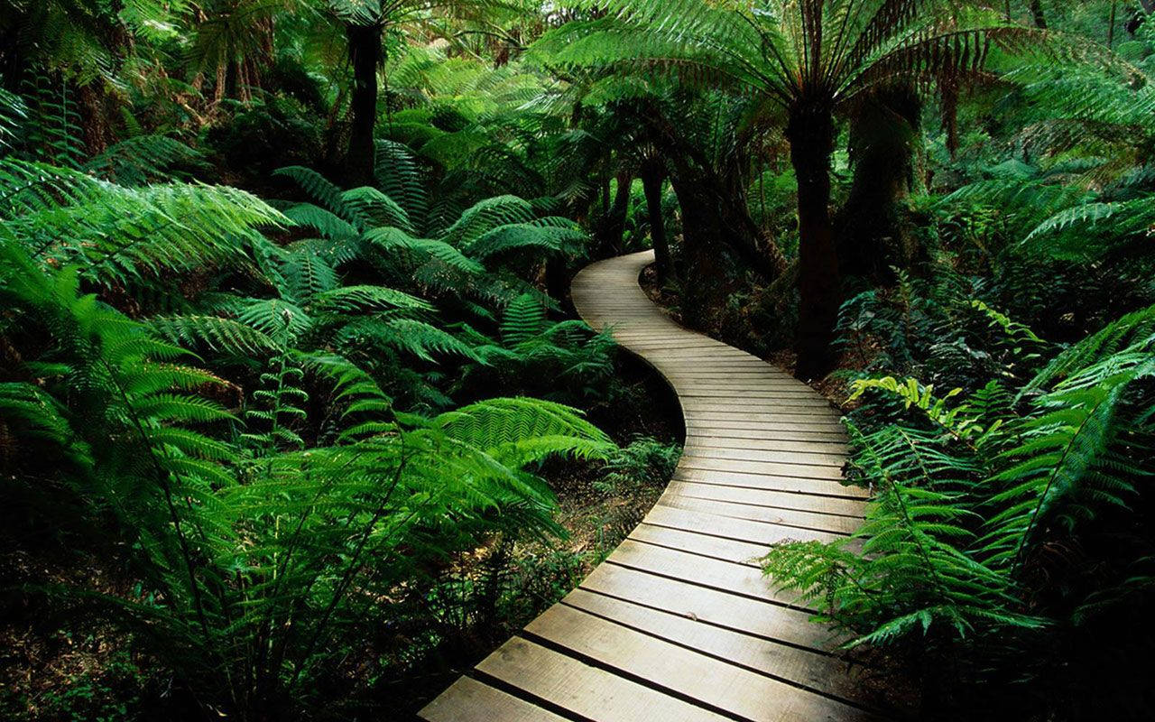 Follow the Mystic Wooden Pathway in the Jungle Wallpaper