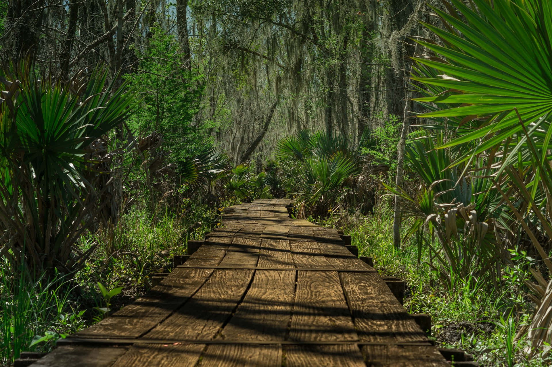 Wooden Pathway Through Lush Jungle Wallpaper