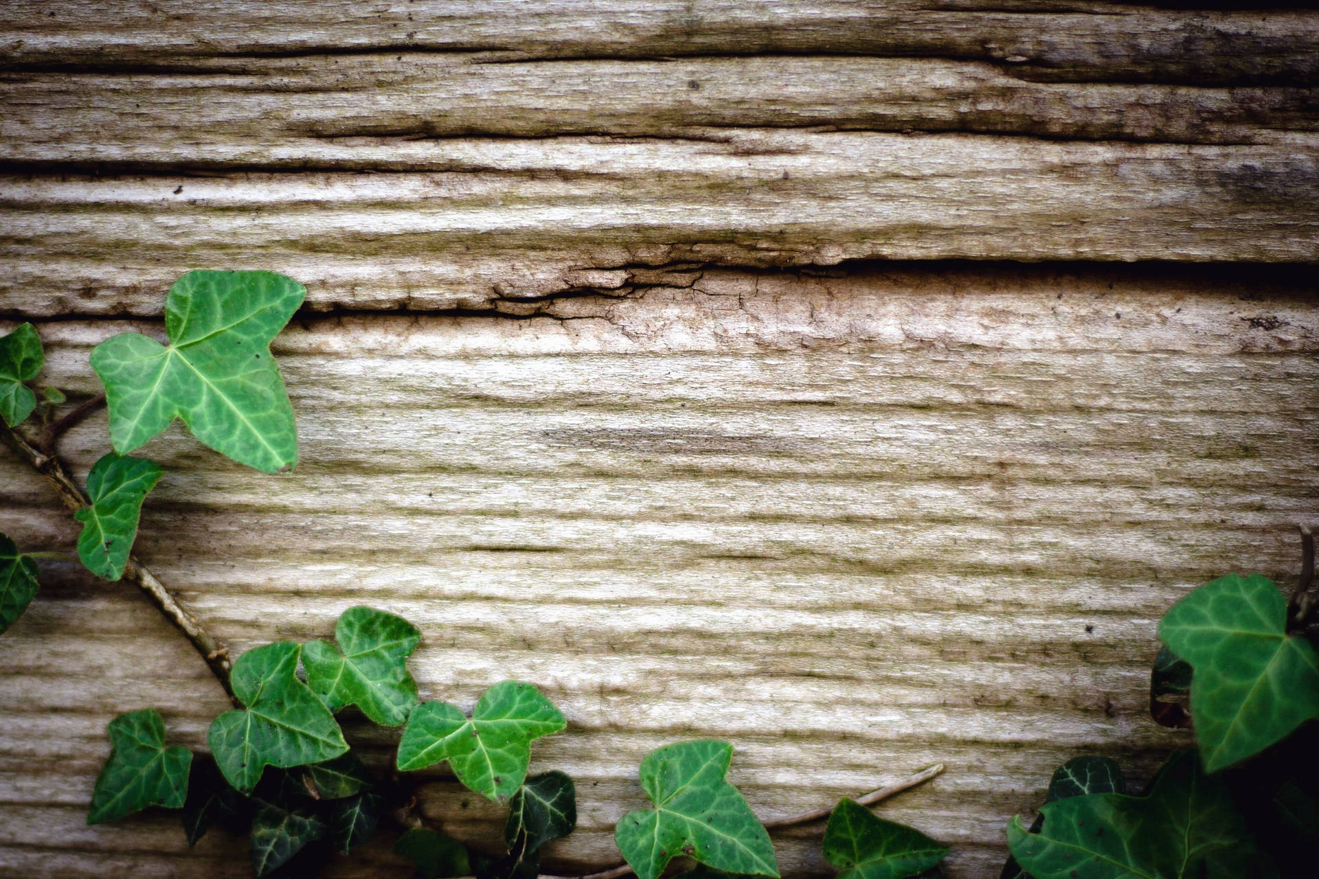 Wooden Vine Webex-hintergrund Wallpaper