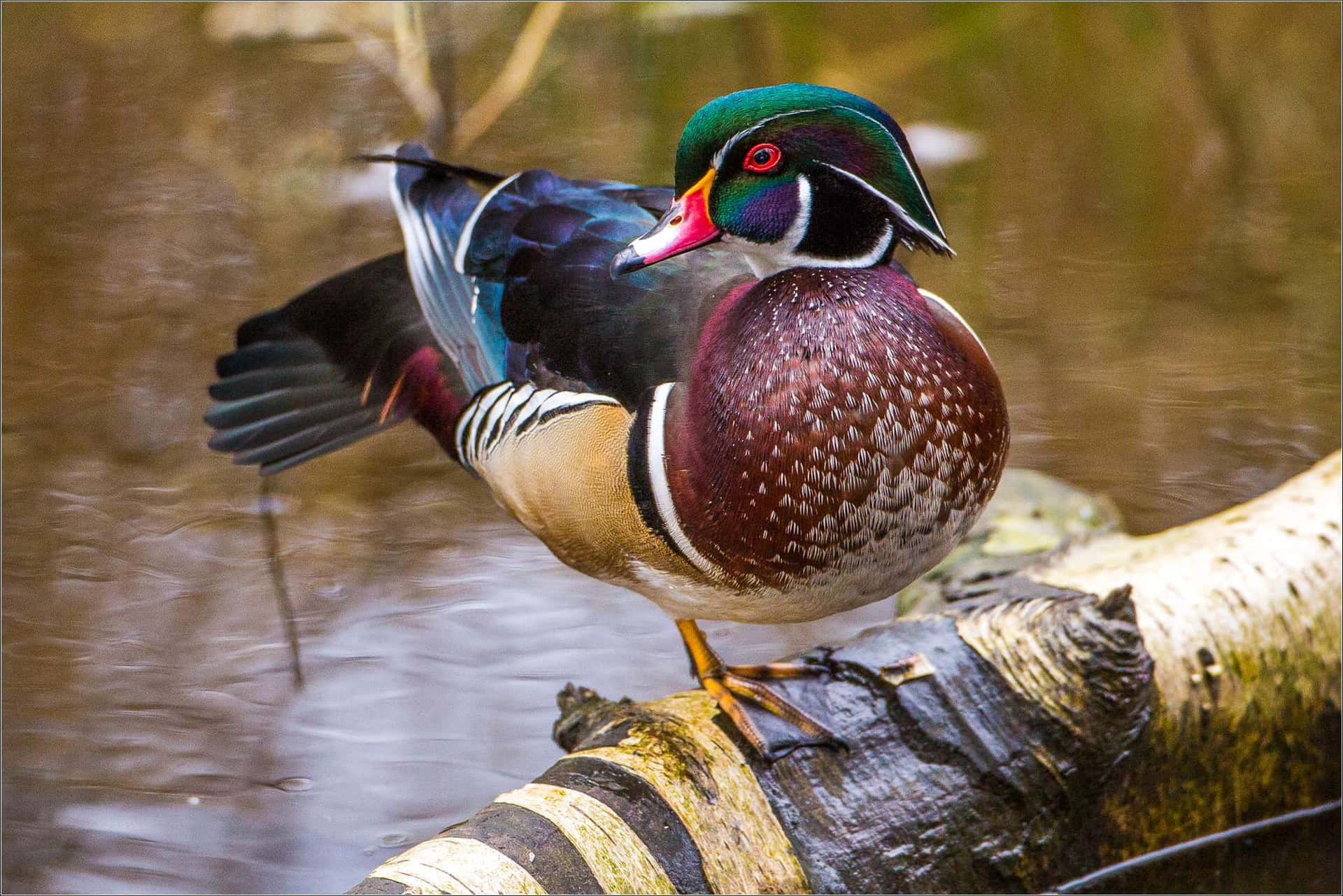 Sanctuaire De Canards En Bois Fond d'écran