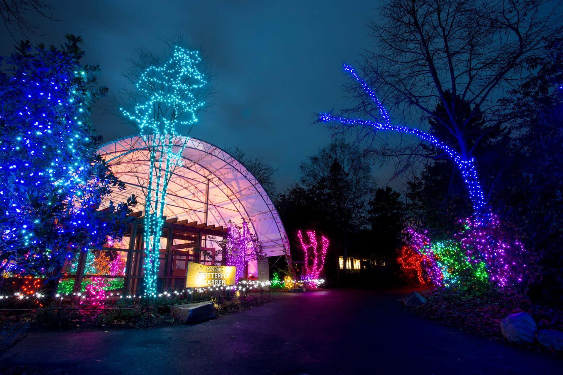 Woodland Park Zoo Lights Display Wallpaper