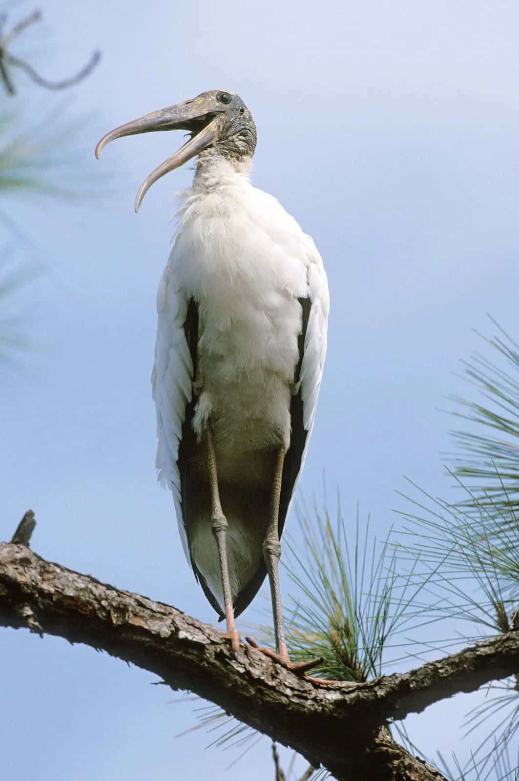 Woodland Stork Perchedon Branch Wallpaper