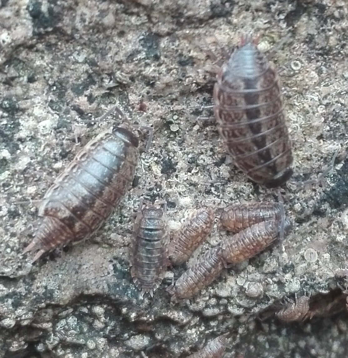 Woodlice Gathering On Rock Surface Wallpaper