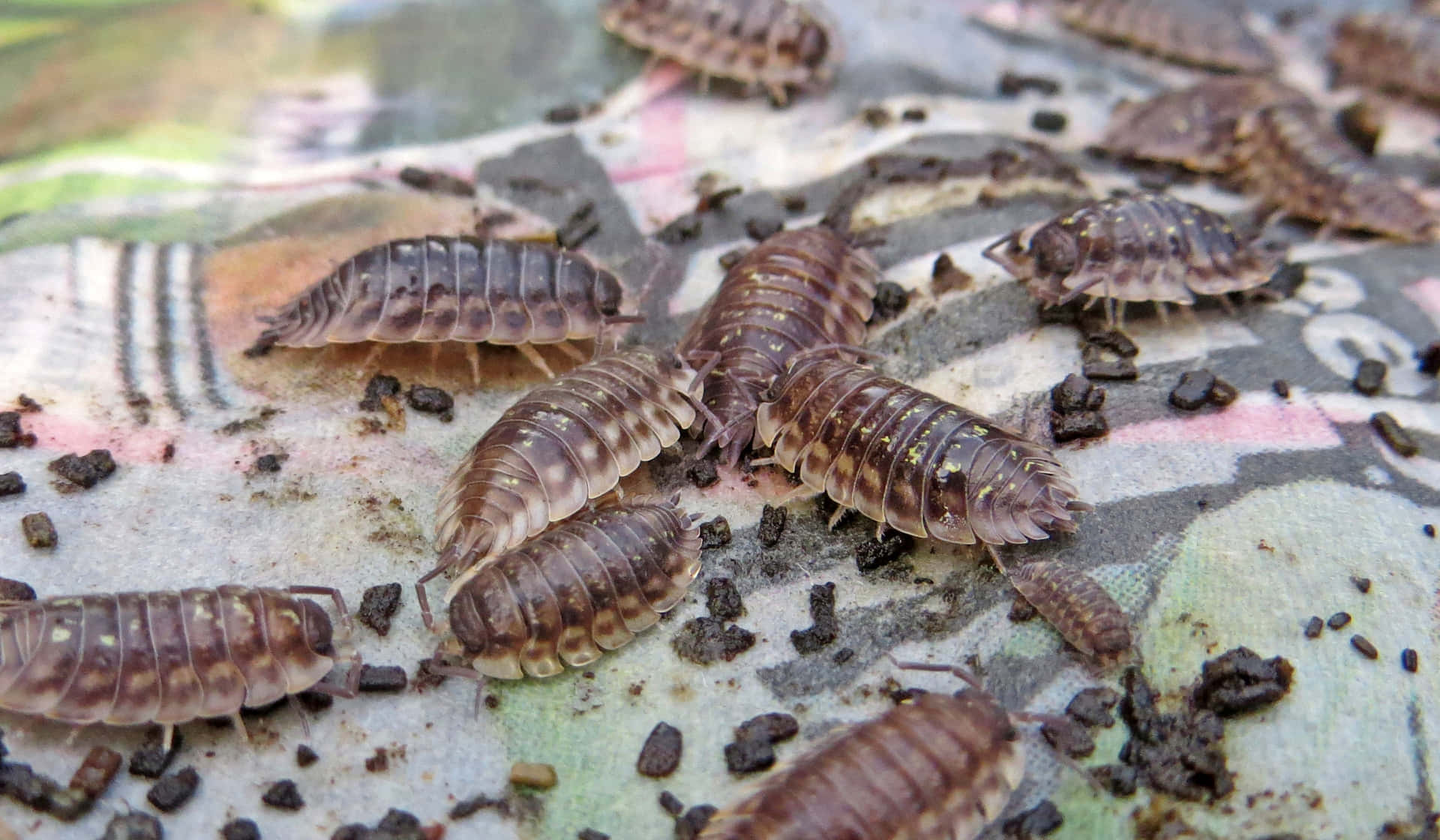 Woodlice_ Gathering_on_ Surface Wallpaper