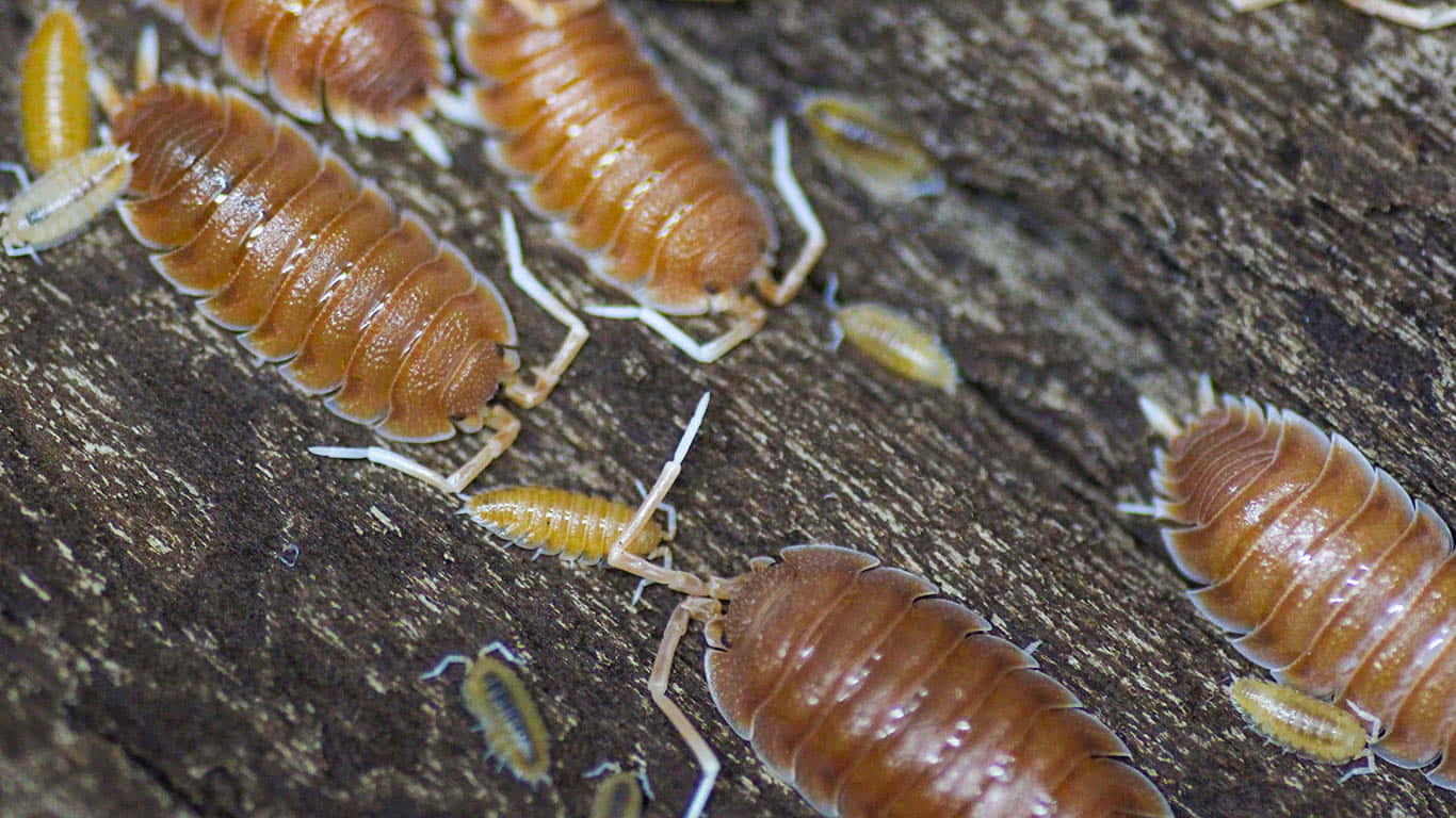 Woodlice On Log Wallpaper