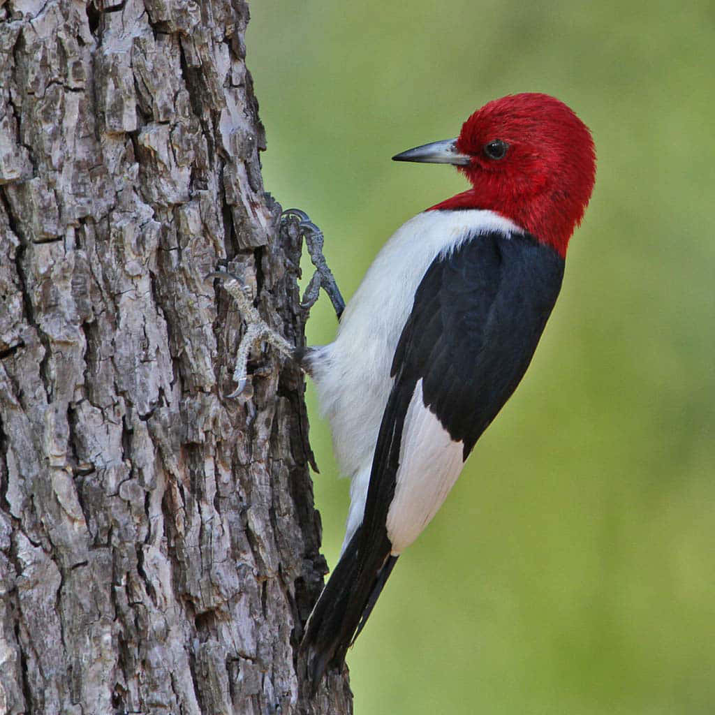 A perched woodpecker bird