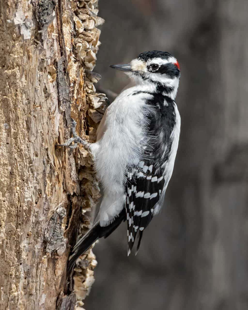 Close-up of an Intriguing Woodpecker