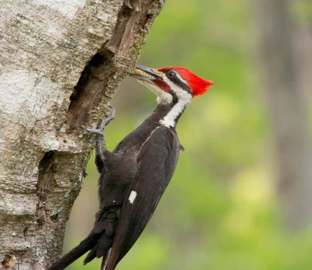 A Woodpecker In Flight