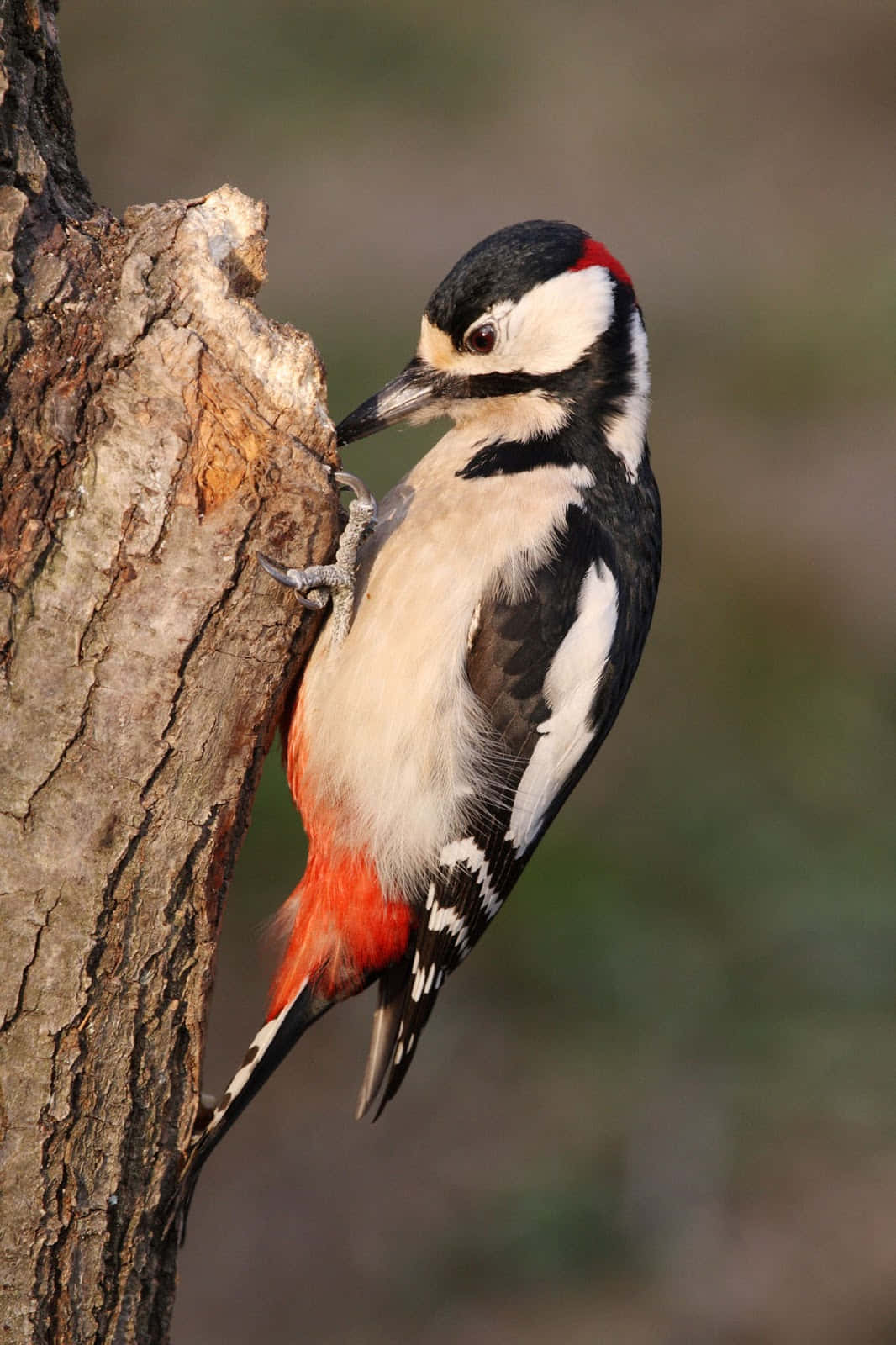 A Woodpecker in its Natural Habitat