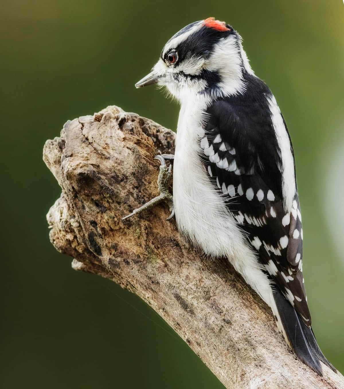 Peeking Woodpecker