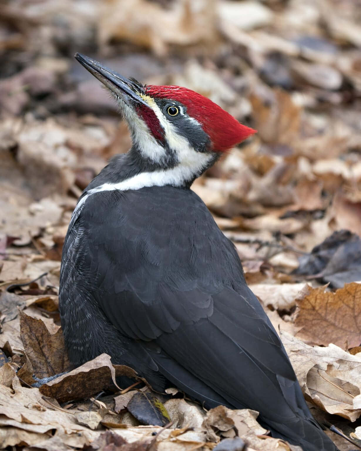 A beautiful red-headed woodpecker perched on a branch