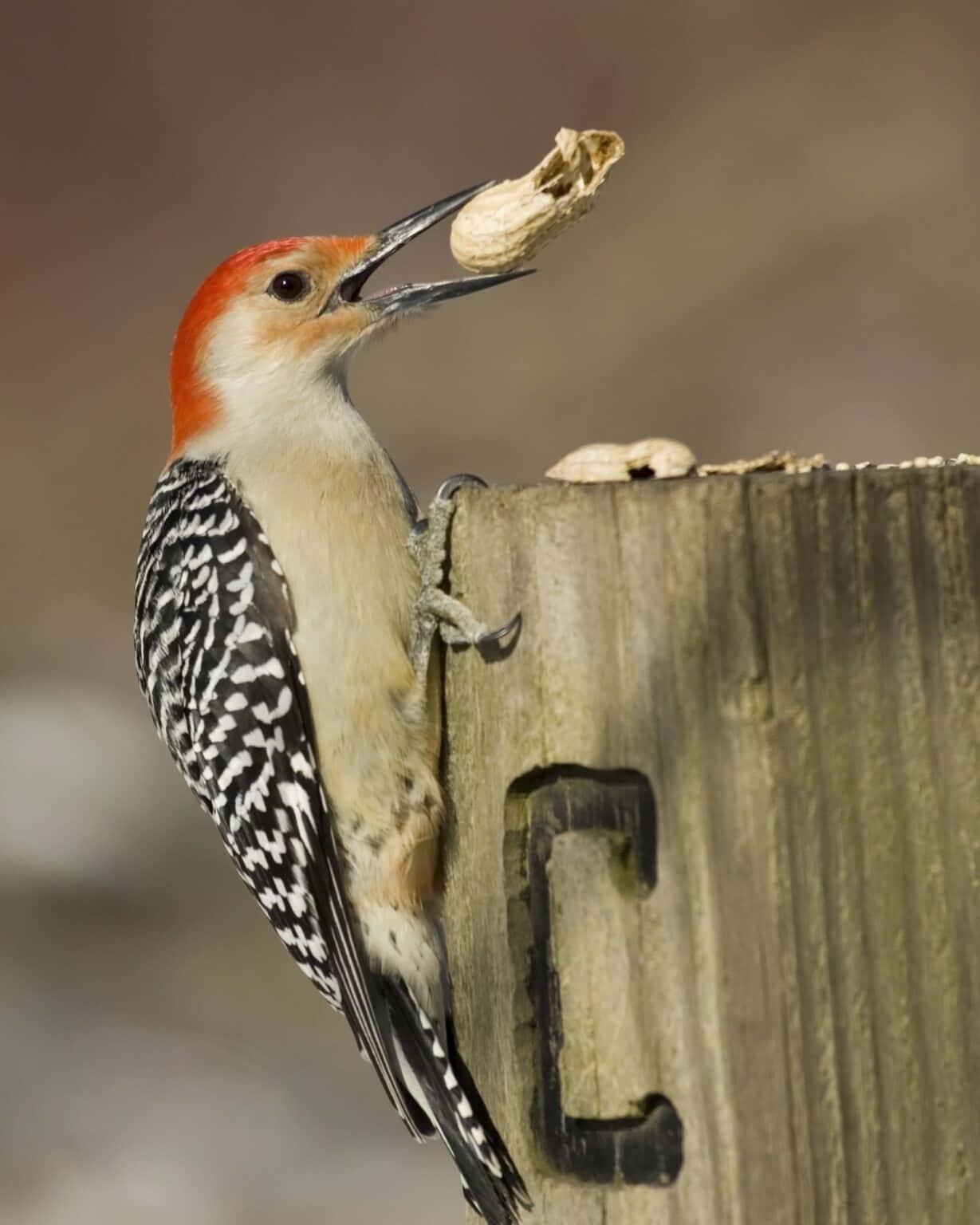 Close up of a colorful Red-bellied Woodpecker
