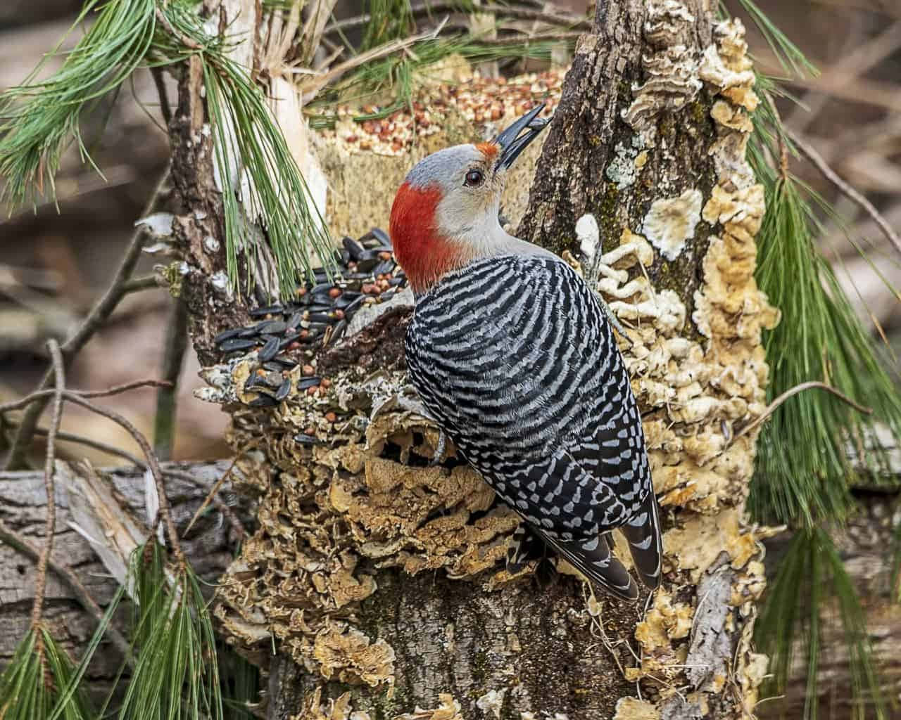 A red-bellied woodpecker pecks away on a tree trunk.