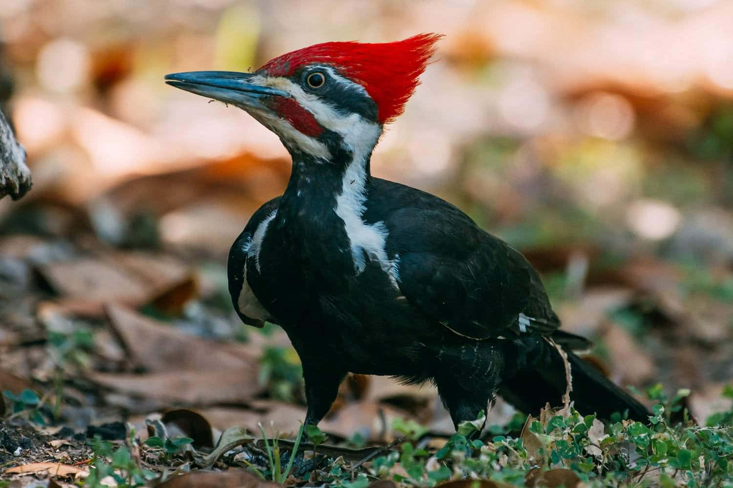 A closeup of a woodpecker on a tree branch