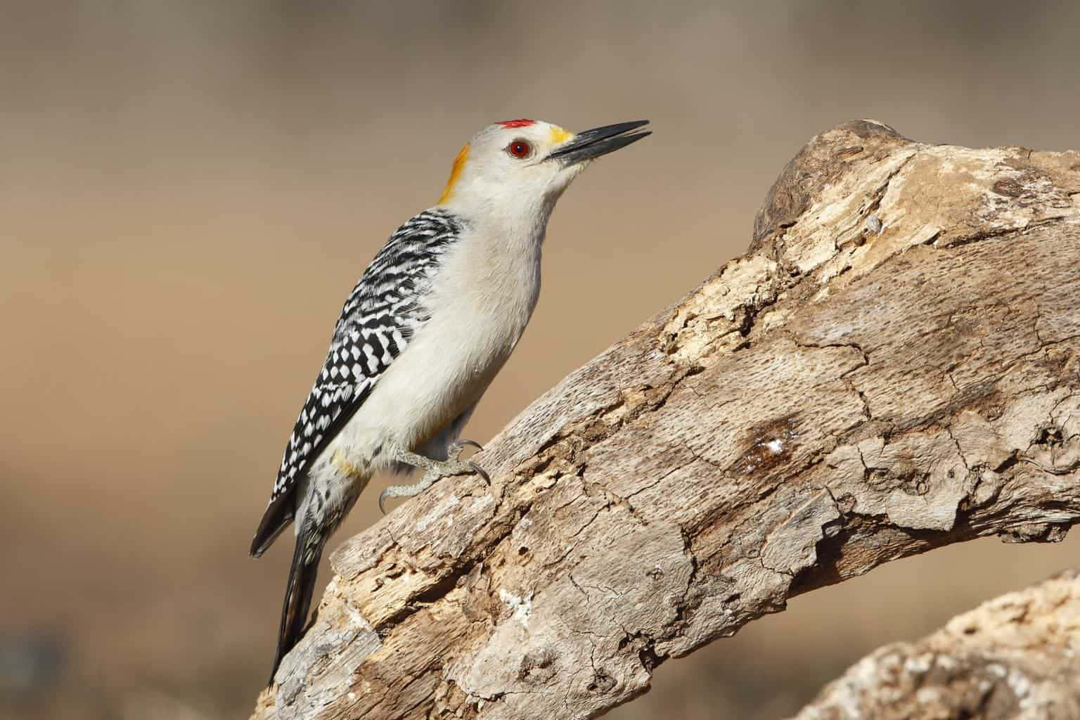 Woodpecker Applying Its Natural Talents"