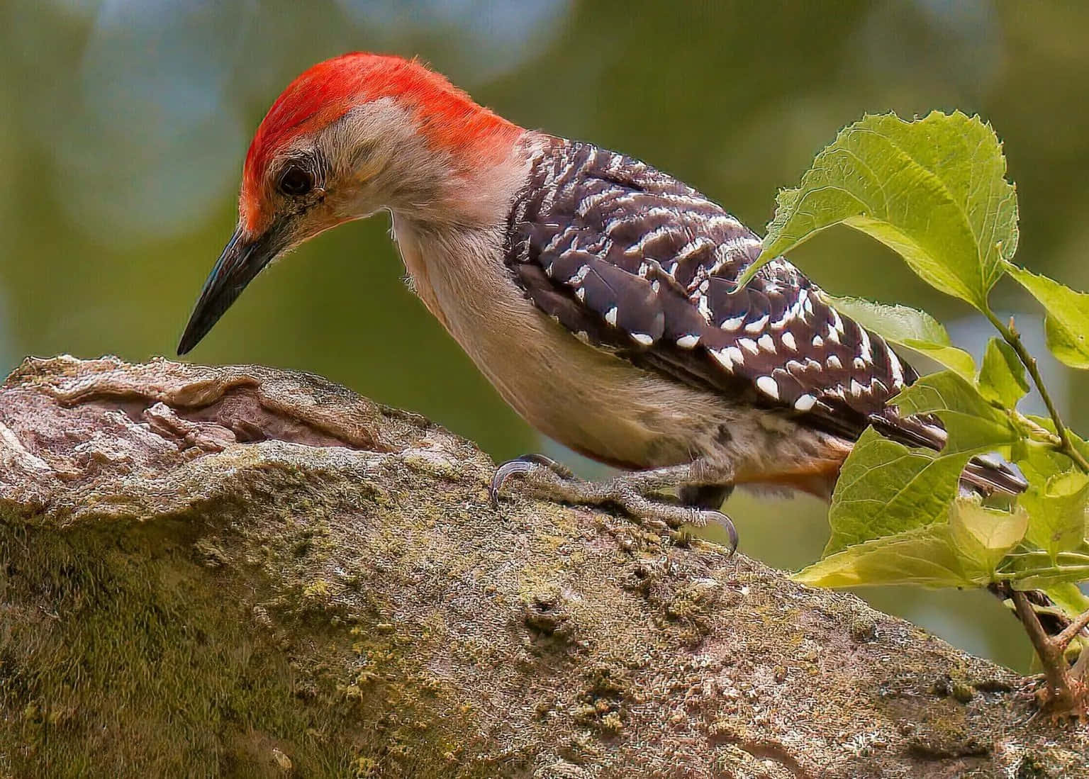 Woodpecker perching on a tree