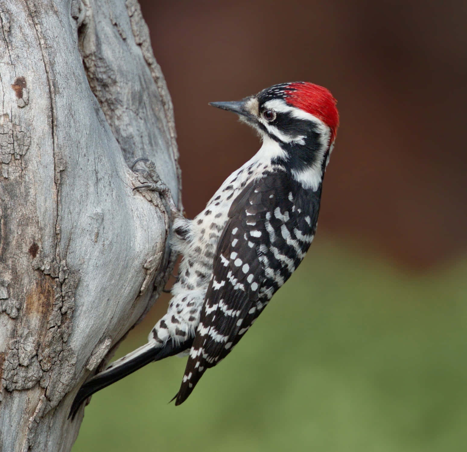 A colorful woodpecker about to peck into a tree for breakfast.