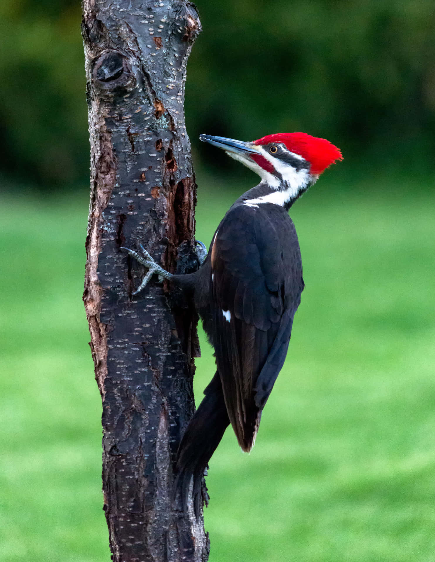 A Pileated Woodpecker circling over a vibrant meadow.