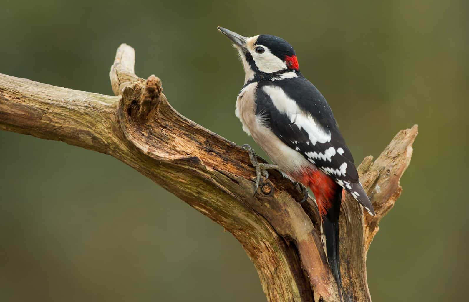 A Woodpecker Diligently Searching For Food